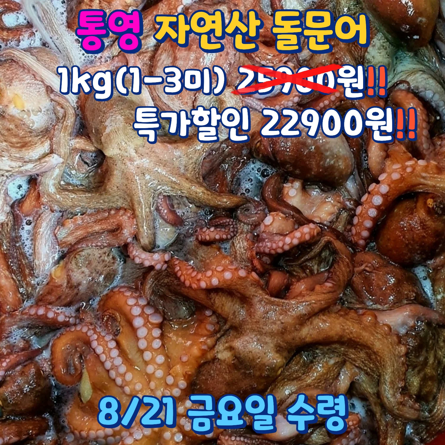 통영 자연산 돌문어 1kg 특가 할인 안내